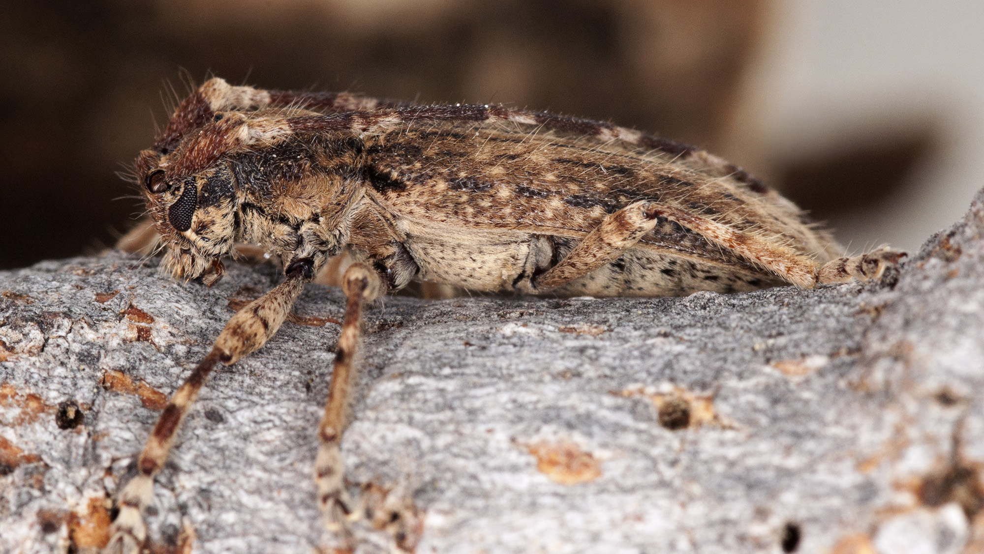 Deroplia annulicornis