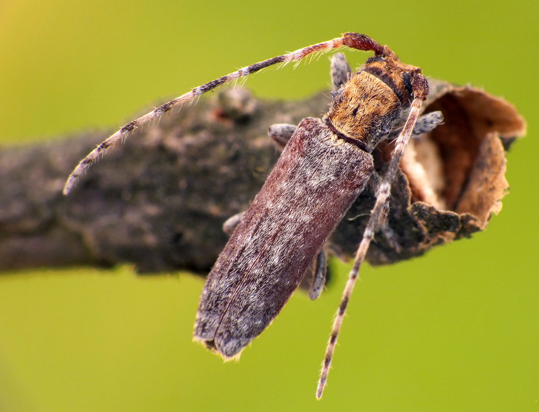 Deroplia genei genei