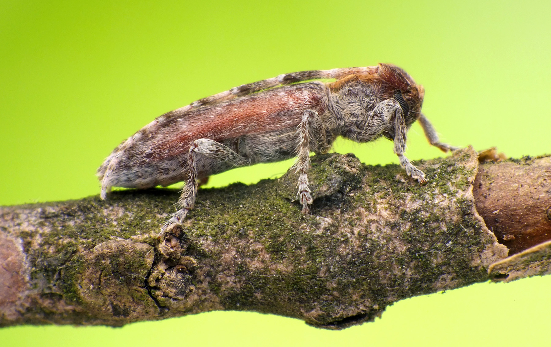 Deroplia genei genei