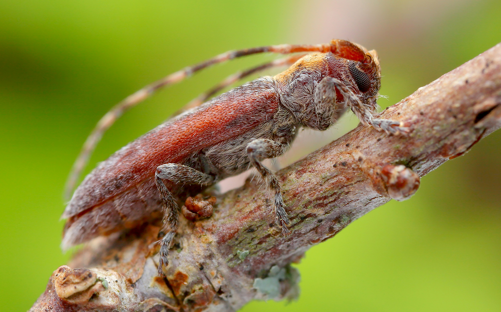 Deroplia genei genei