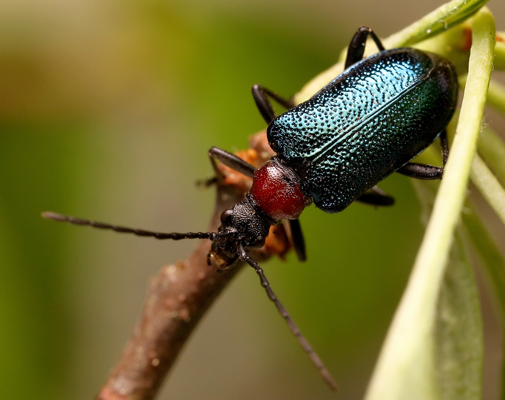 Dinoptera collaris