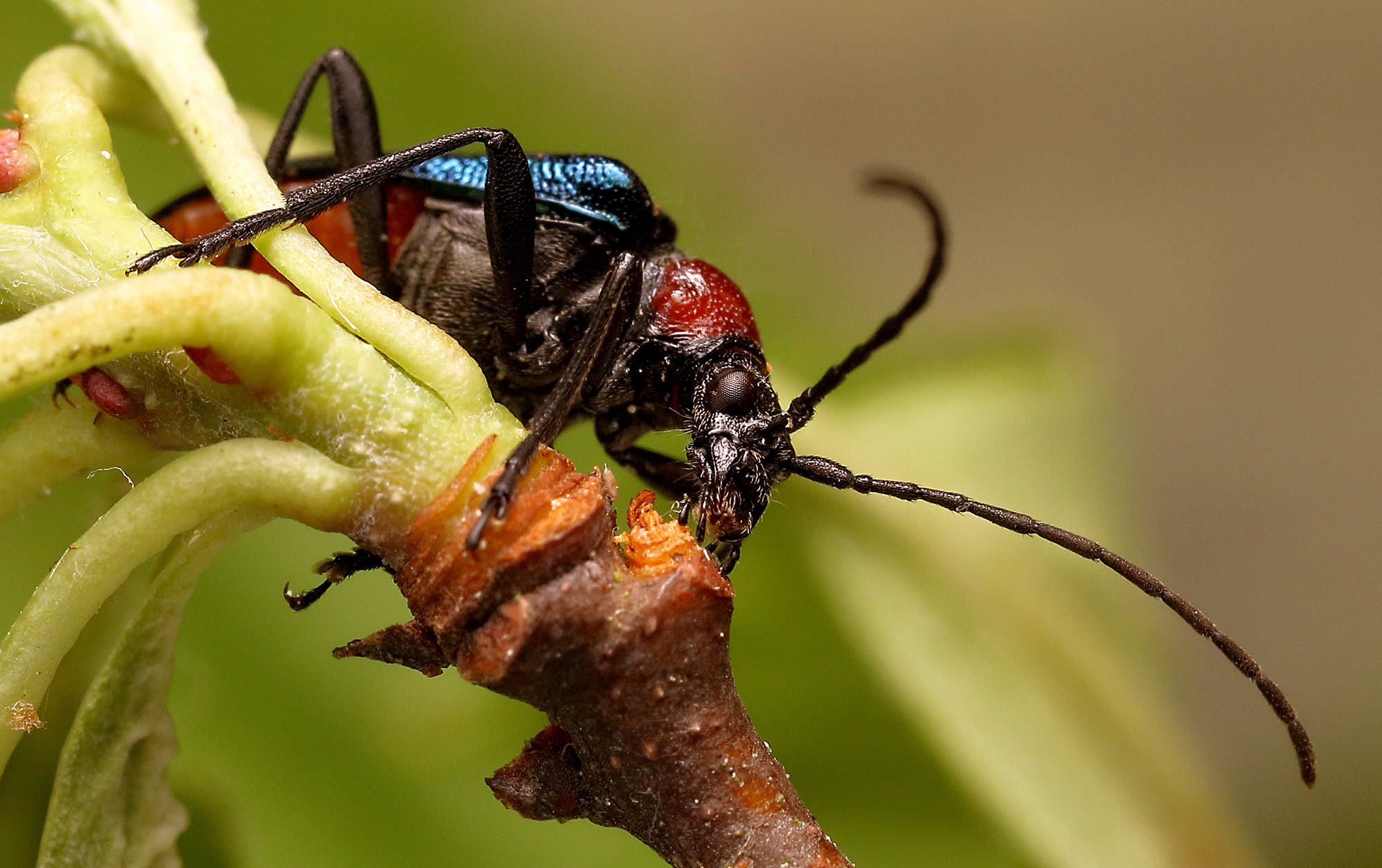 Dinoptera collaris