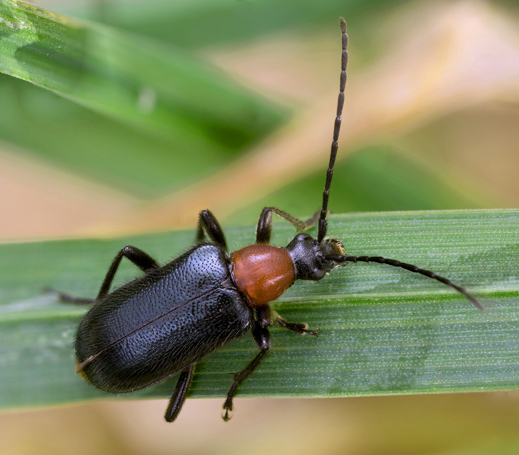 Dinoptera collaris