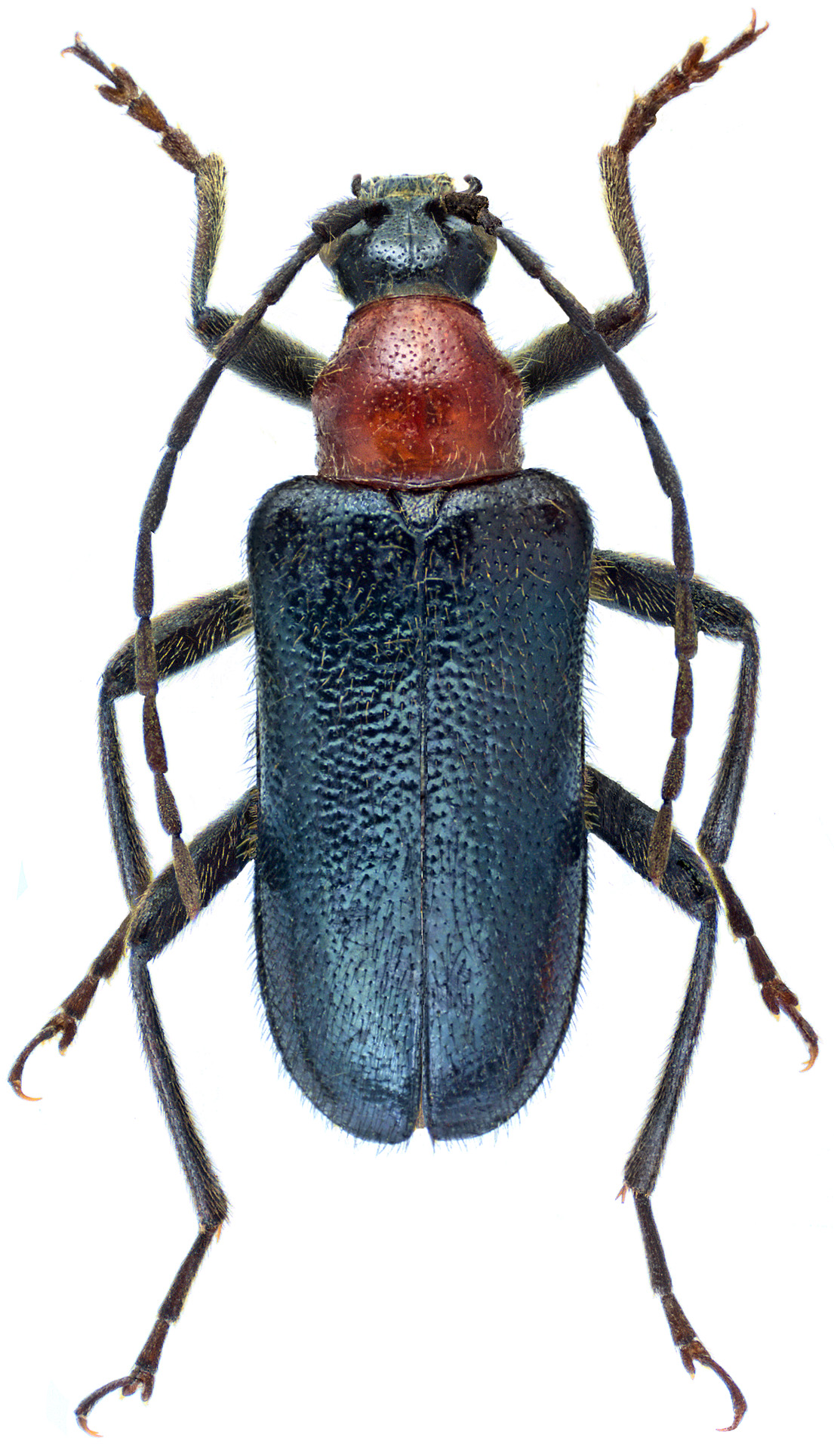 Dinoptera collaris