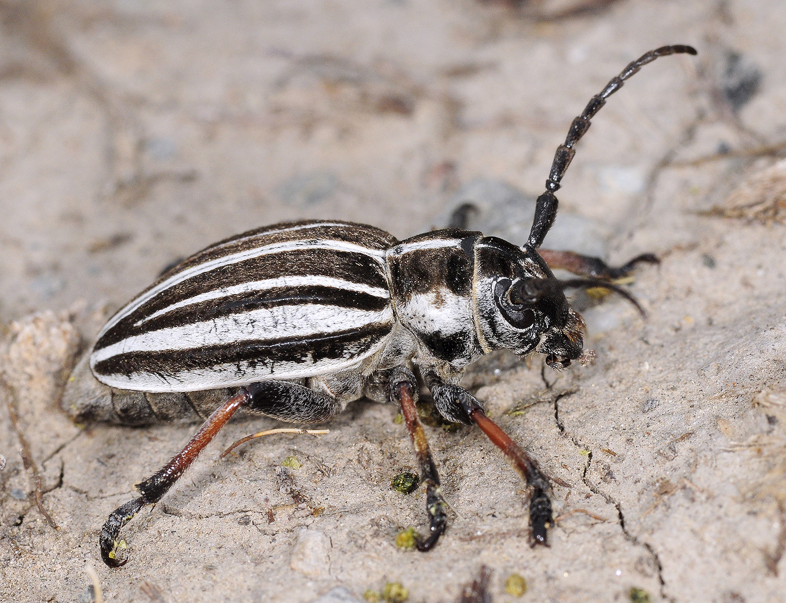 Dorcadion abakumovi sarkandicum female