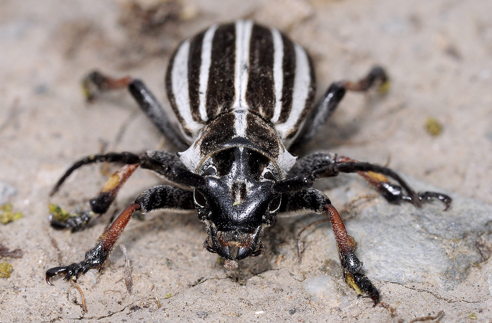 Dorcadion abakumovi sarkandicum female