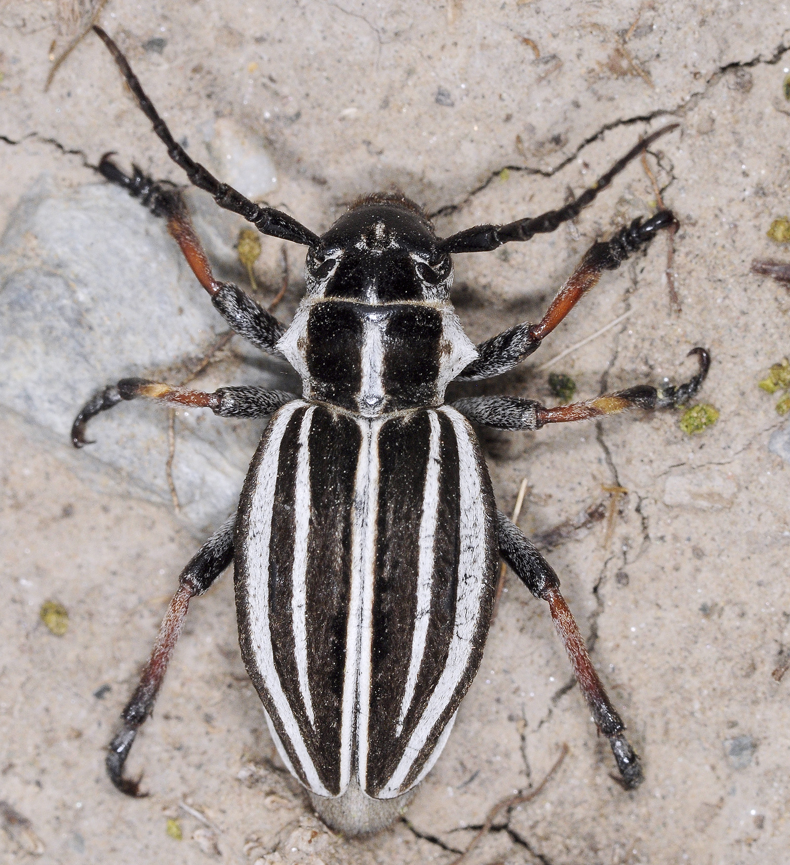 Dorcadion abakumovi sarkandicum female