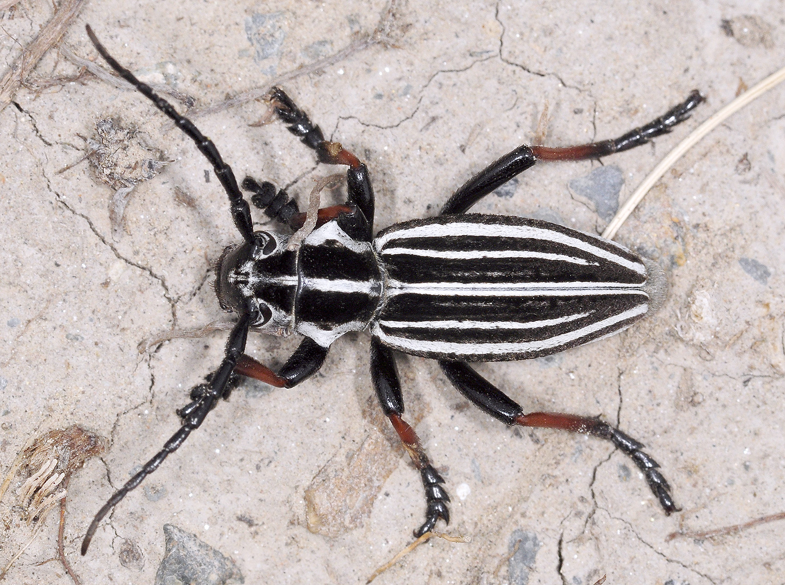 Dorcadion abakumovi sarkandicum male