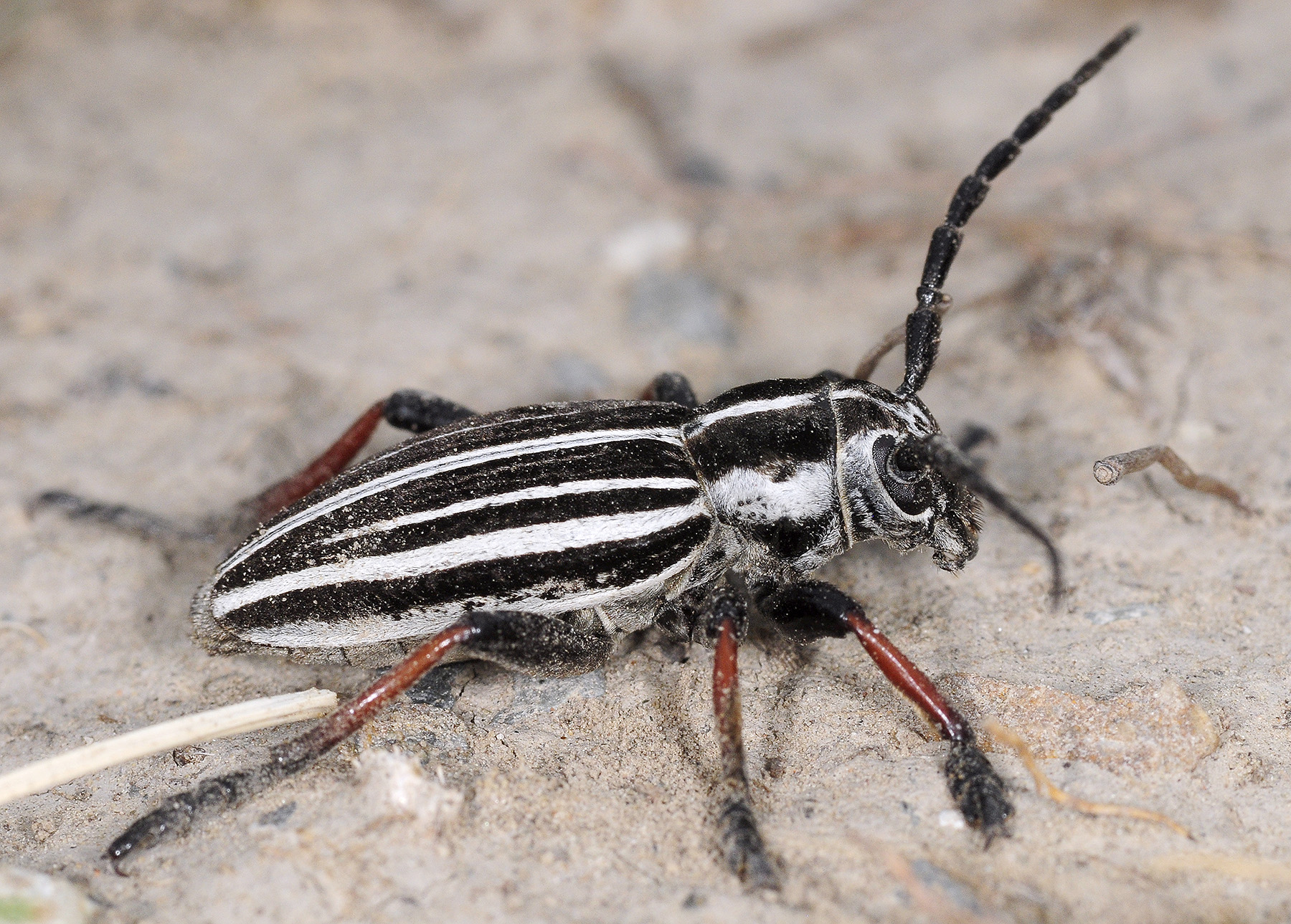 Dorcadion abakumovi sarkandicum male