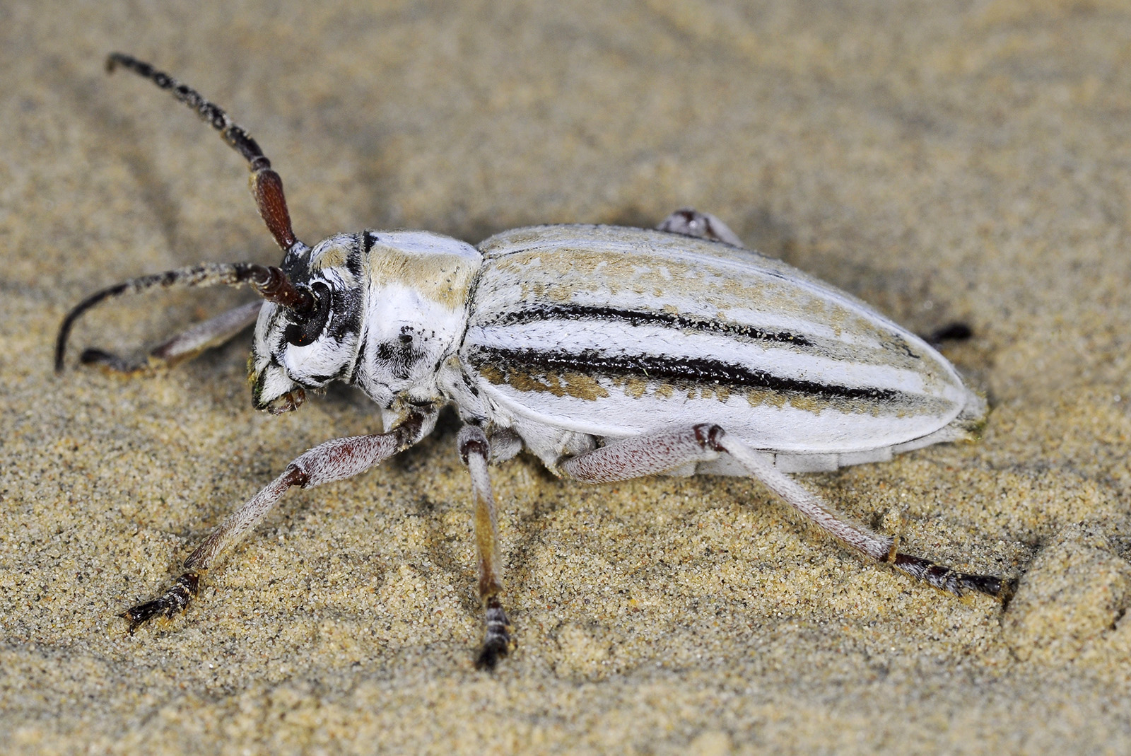 Dorcadion absinthium ishkovi - female