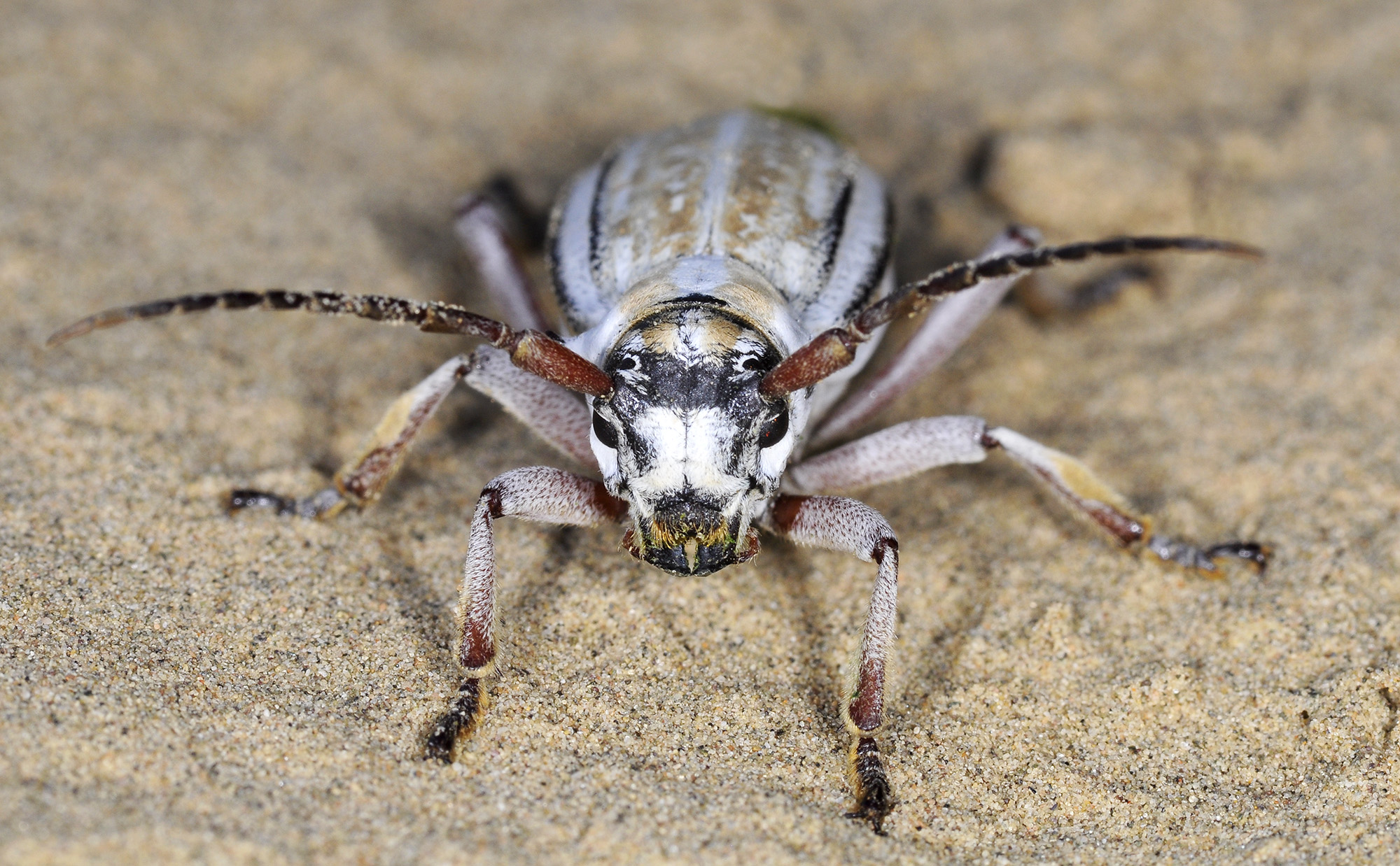 Dorcadion absinthium ishkovi - female