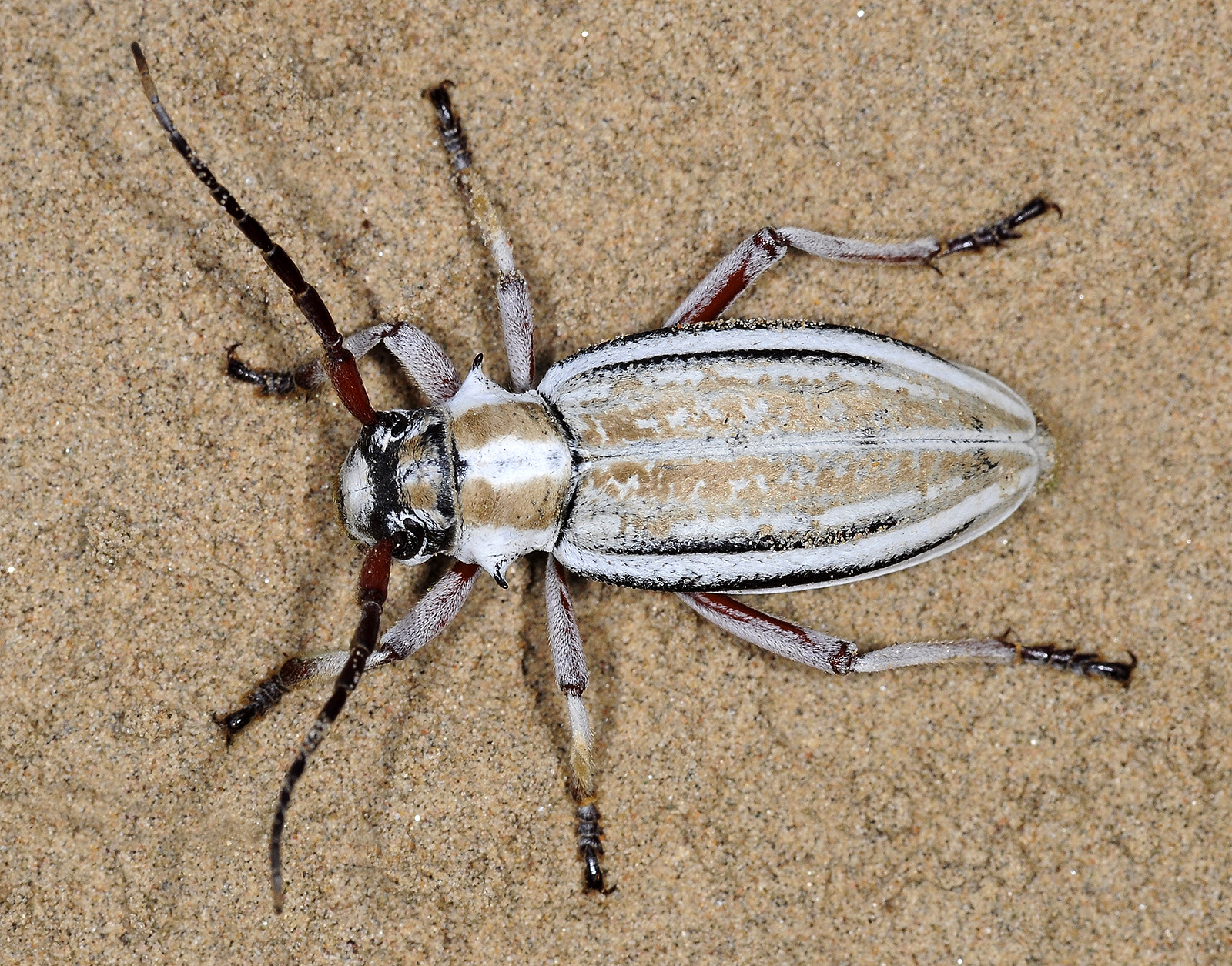 Dorcadion absinthium ishkovi - female