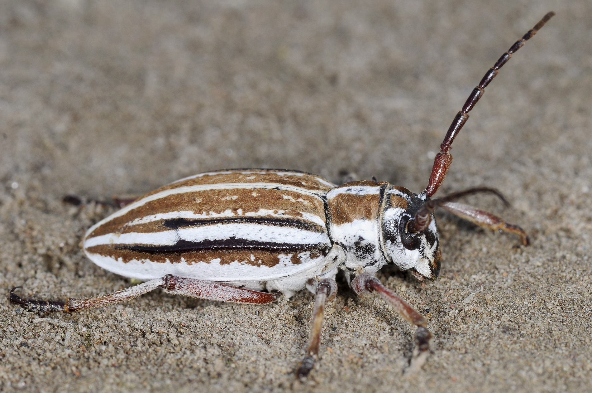 Dorcadion absinthium ishkovi - female