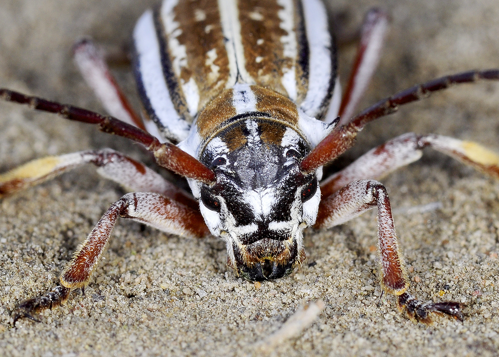 Dorcadion absinthium ishkovi - female