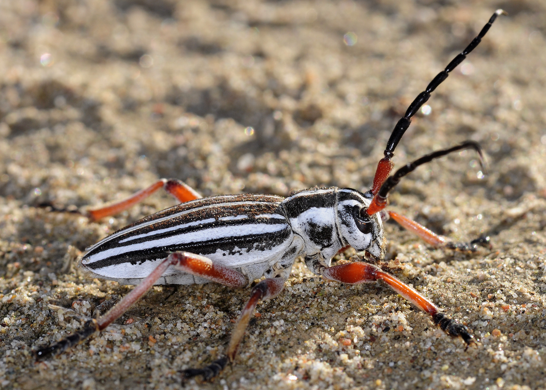 Dorcadion absinthium ishkovi - male