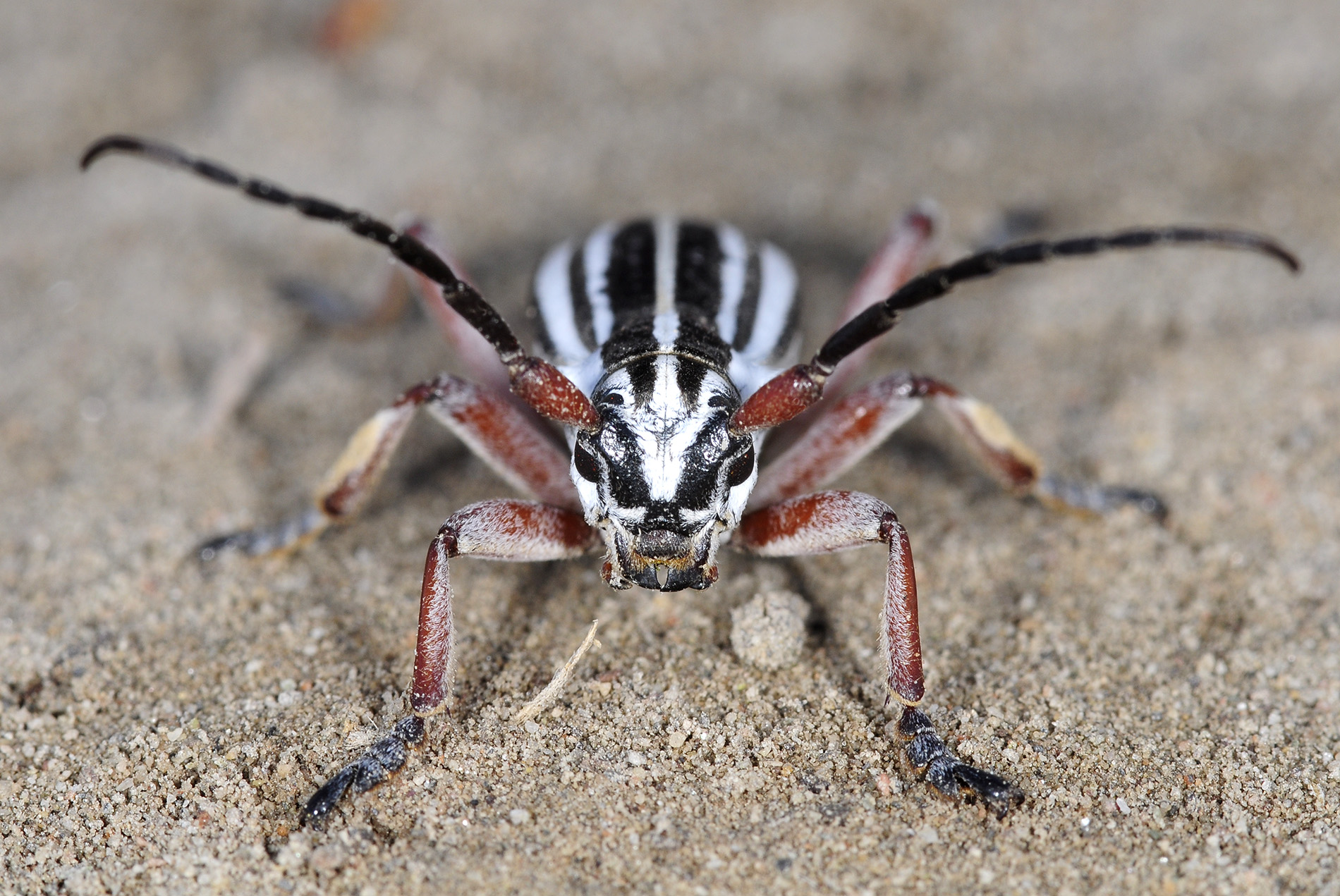 Dorcadion absinthium ishkovi - male