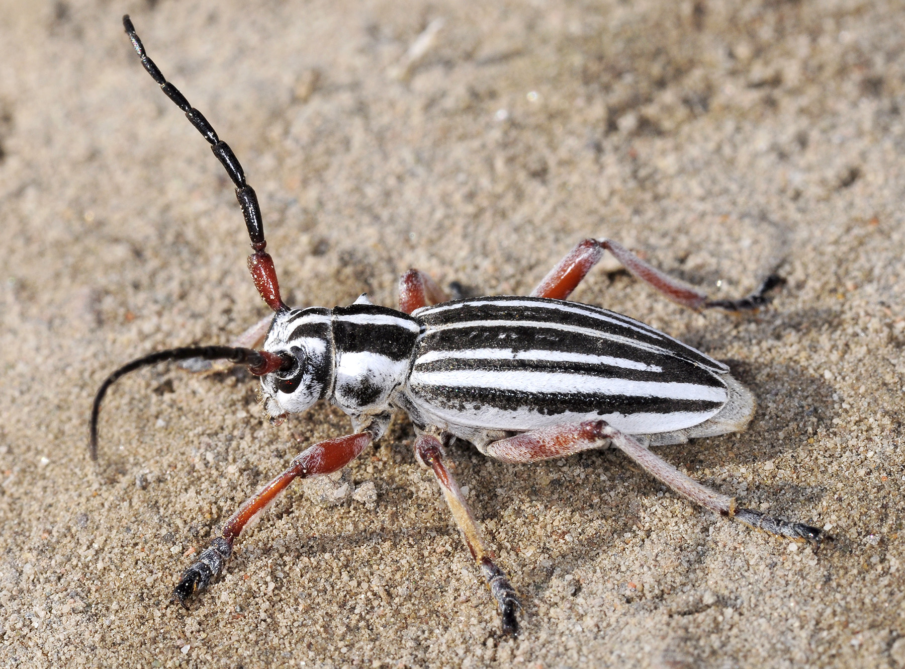 Dorcadion absinthium ishkovi - male