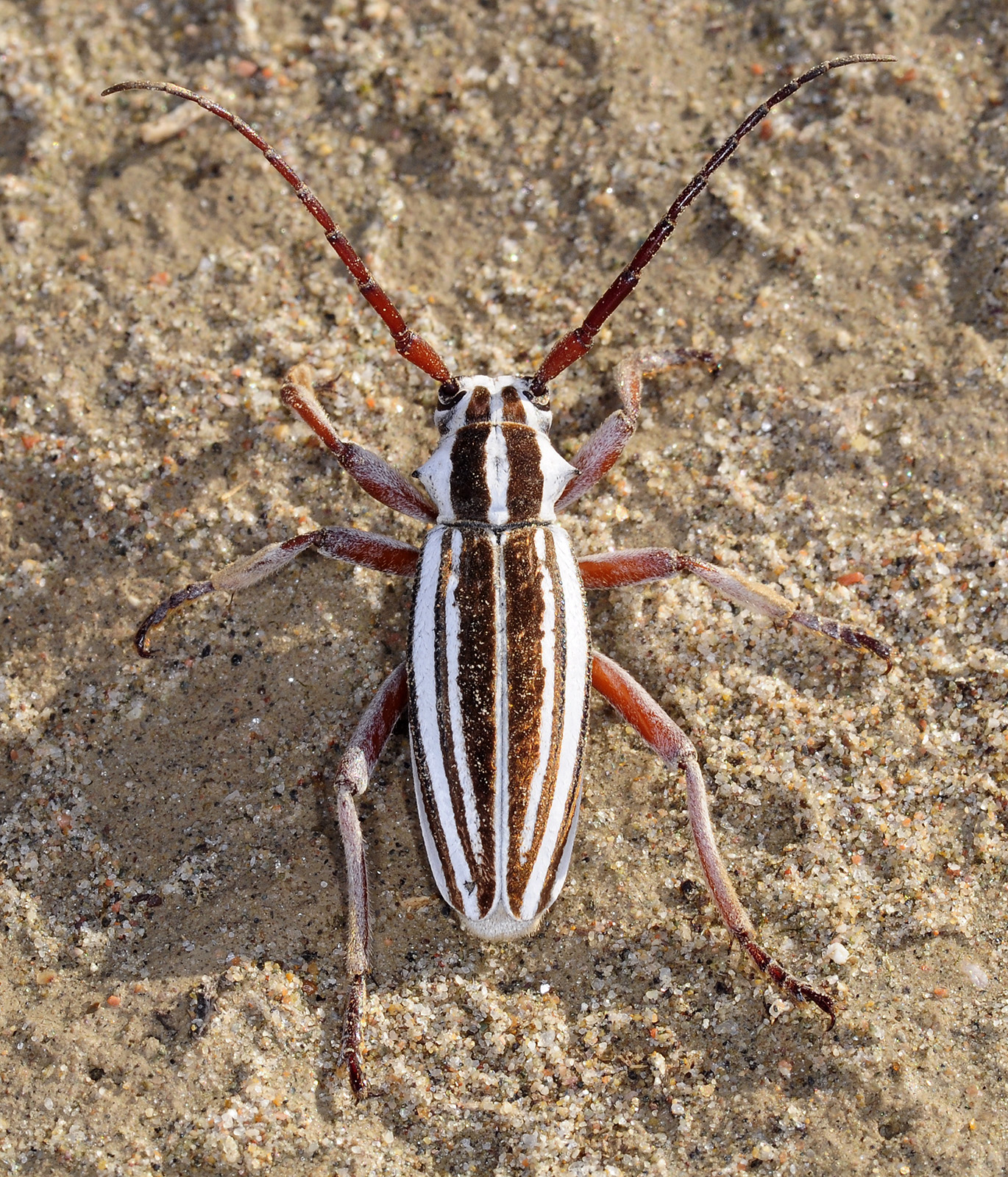 Dorcadion absinthium ishkovi - male