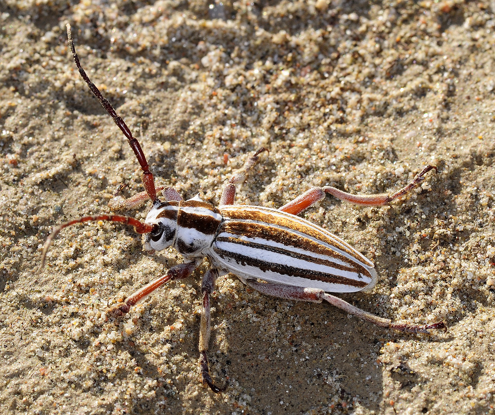 Dorcadion absinthium ishkovi - male