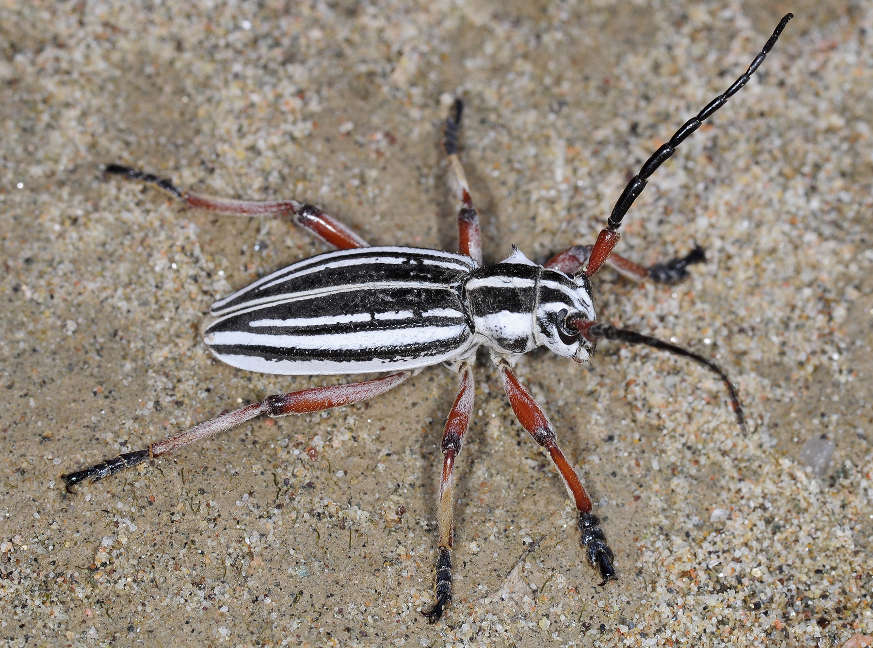 Dorcadion absinthium ishkovi - male