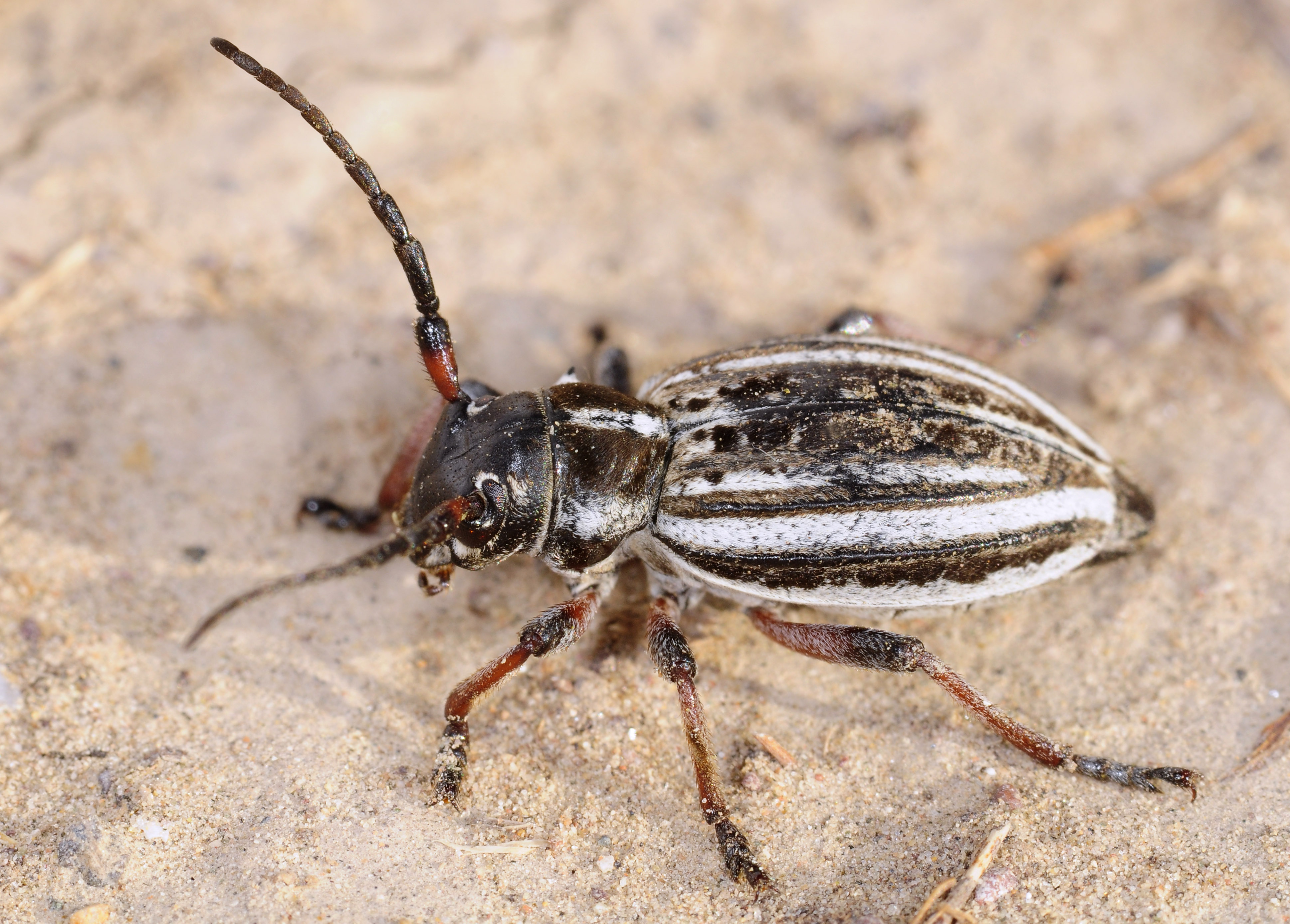 Dorcadion acutispinum - female