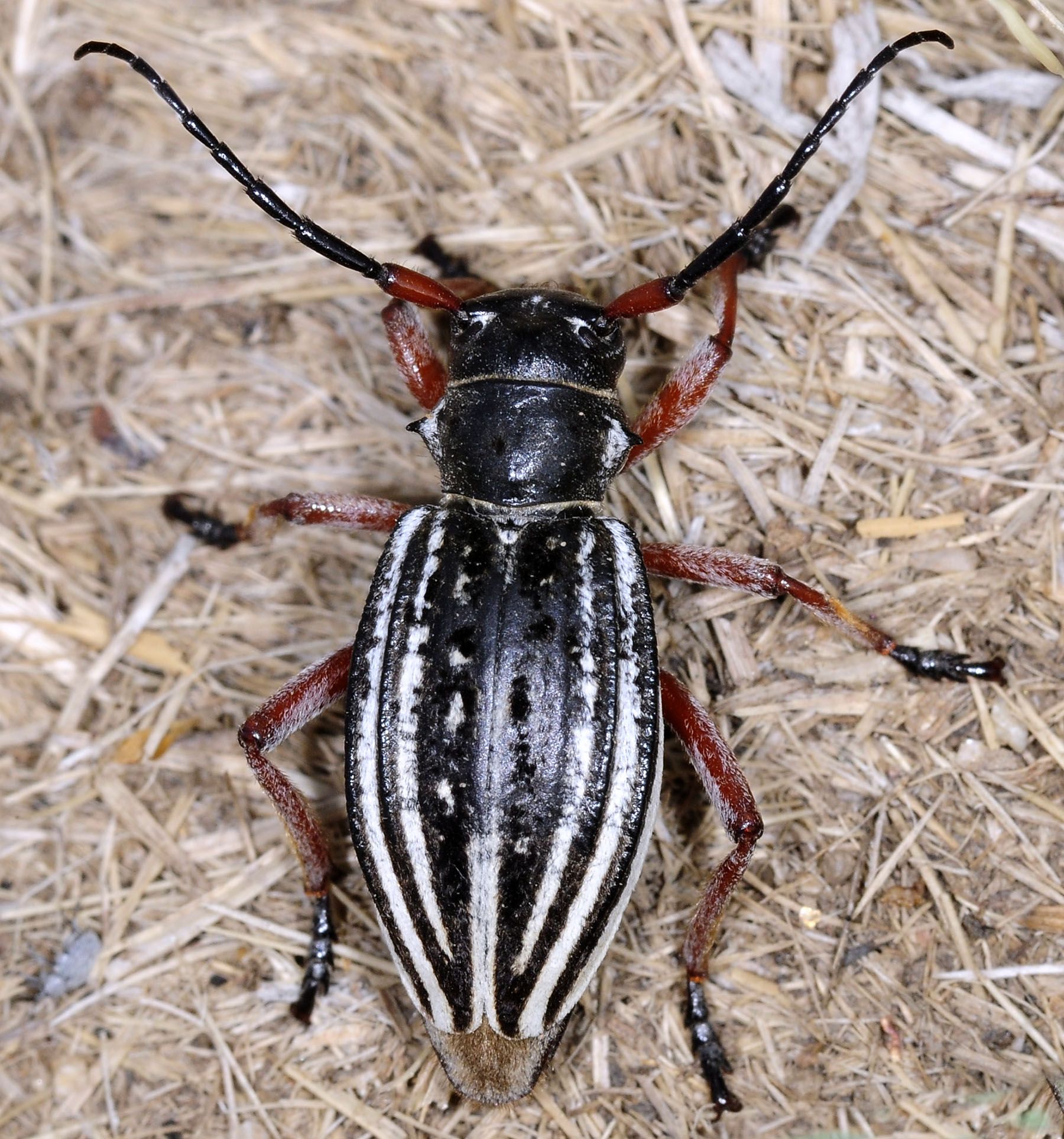 Dorcadion acutispinum - female