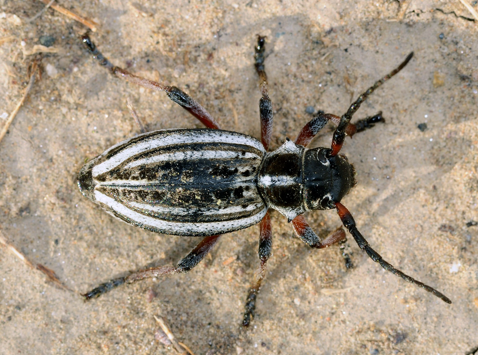 Dorcadion acutispinum - female