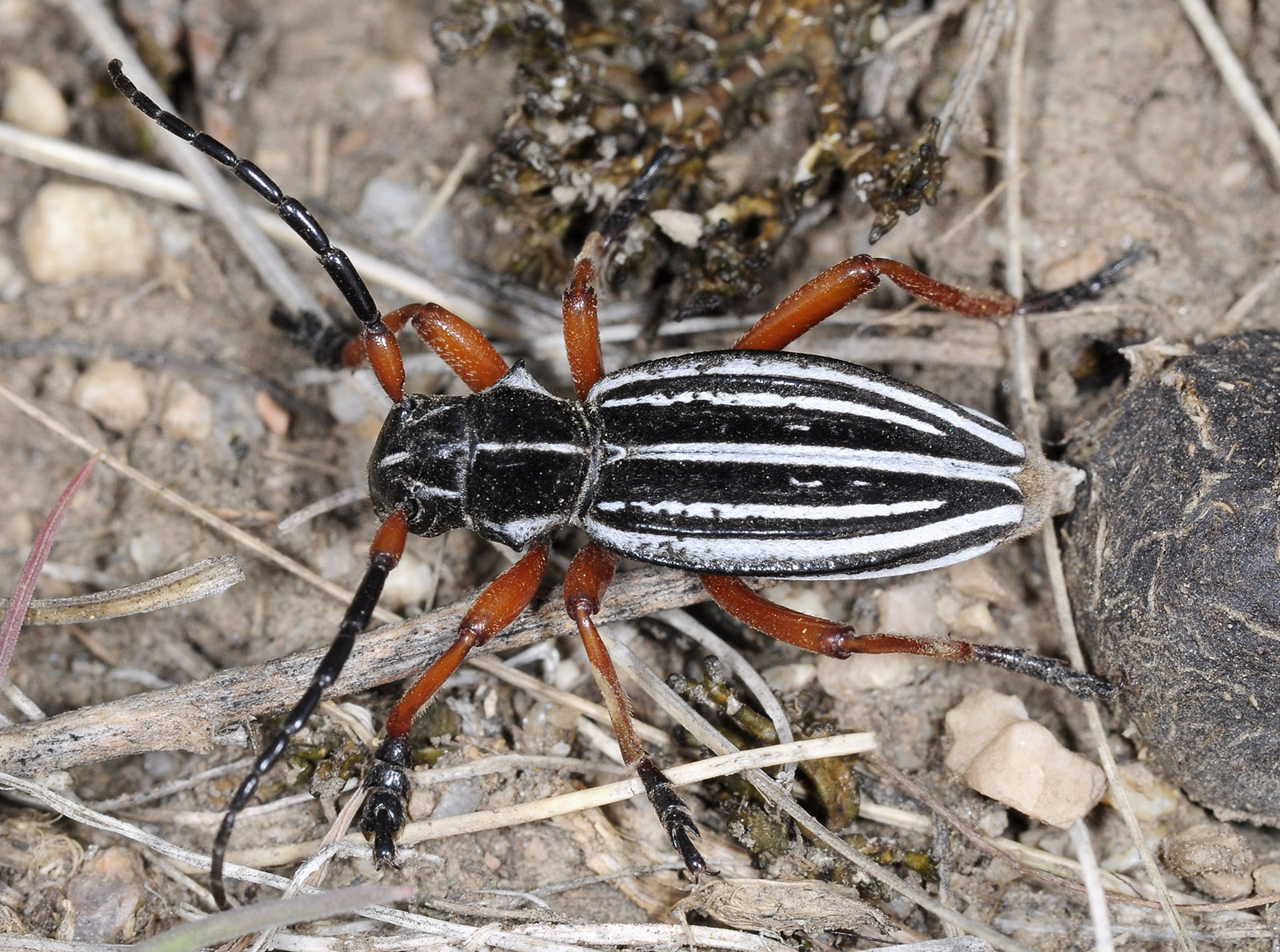 Dorcadion acutispinum - male