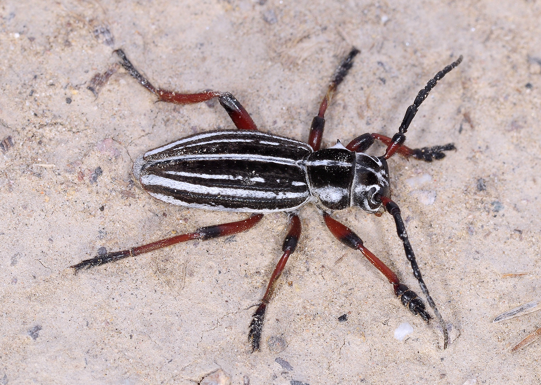 Dorcadion acutispinum - male