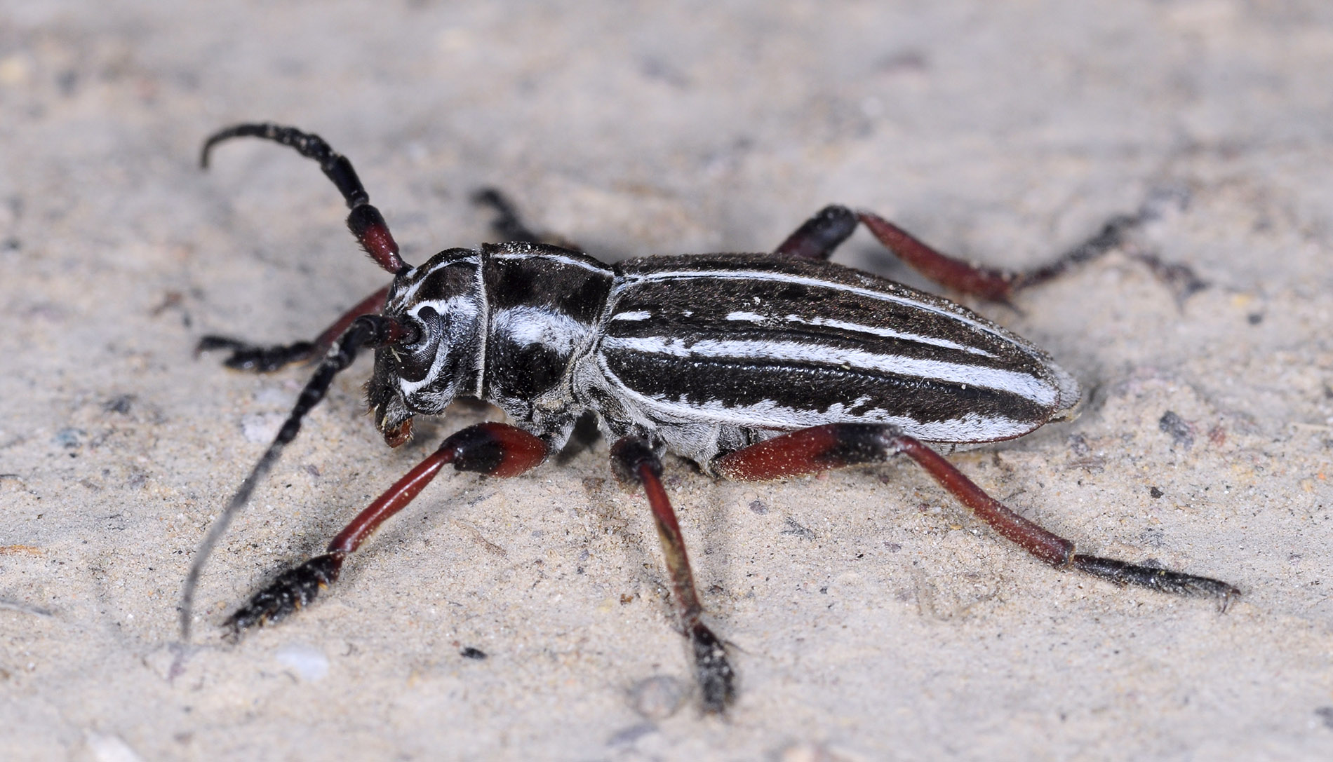 Dorcadion acutispinum - male