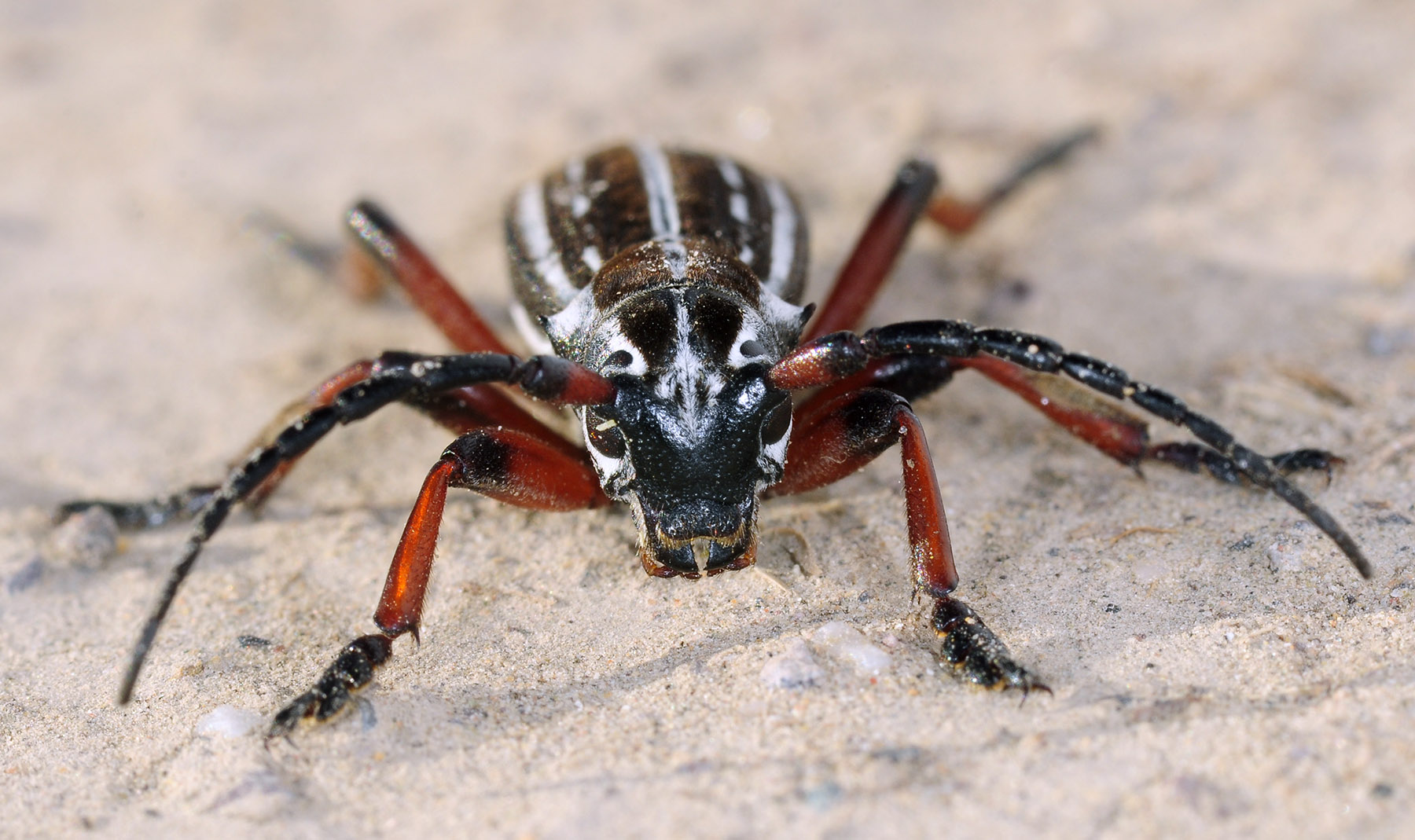 Dorcadion acutispinum - male