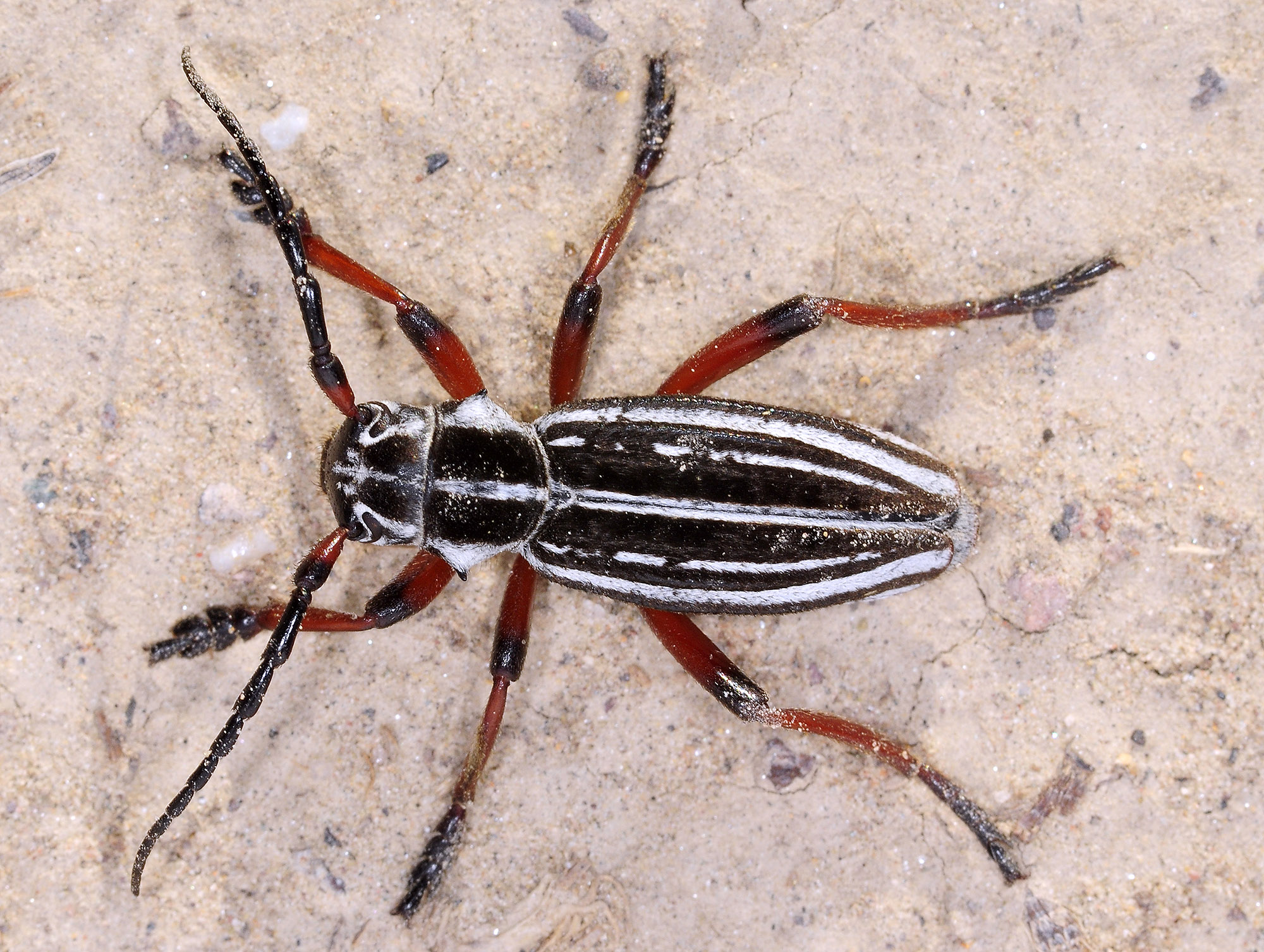 Dorcadion acutispinum - male