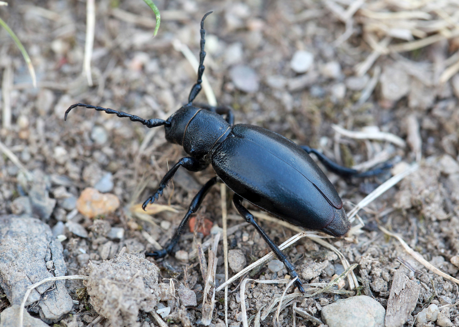 Dorcadion aethiops aethiops