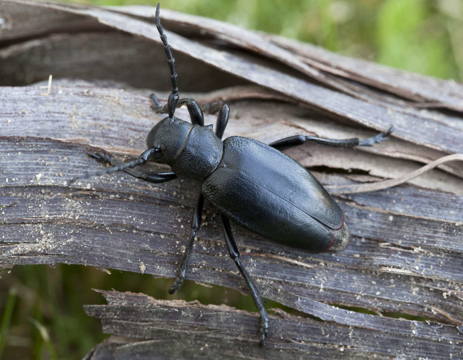 Dorcadion aethiops aethiops