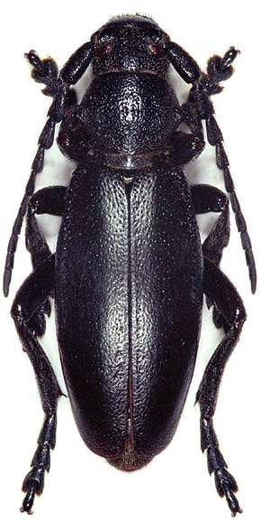 Dorcadion aethiops majoripenne