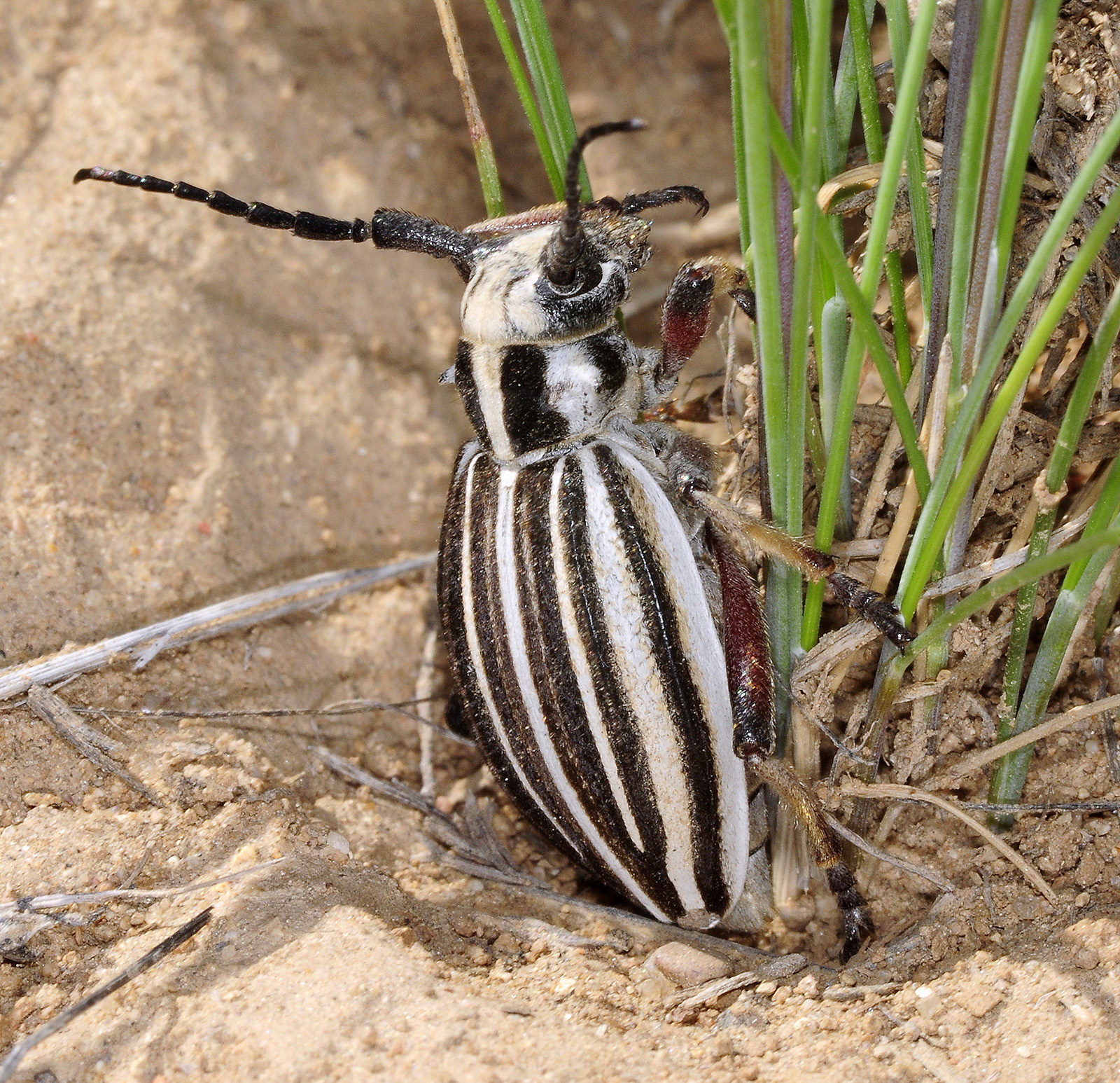 Dorcadion archarlense female