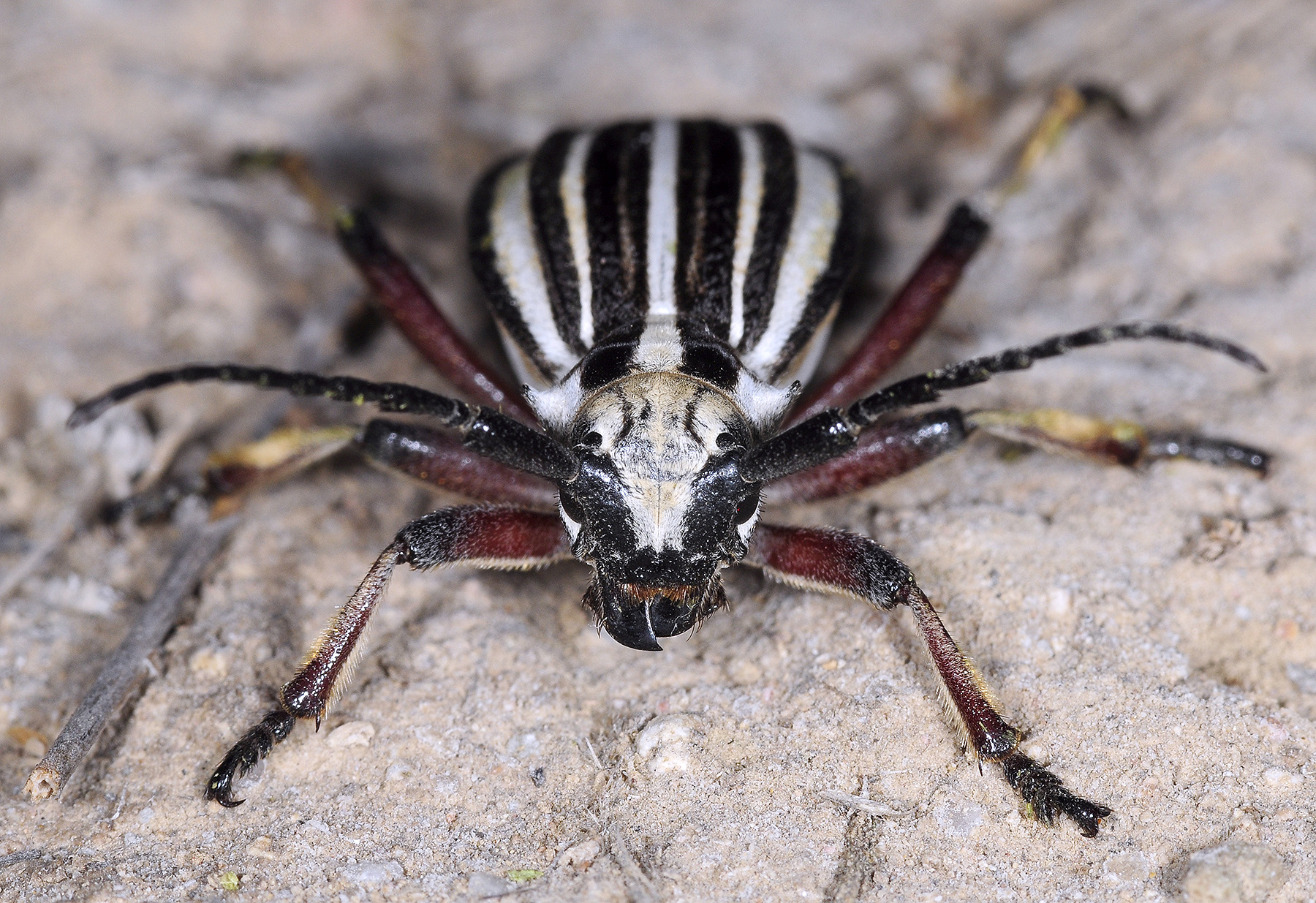 Dorcadion archarlense female