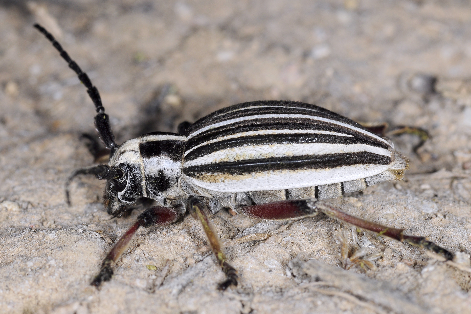 Dorcadion archarlense female