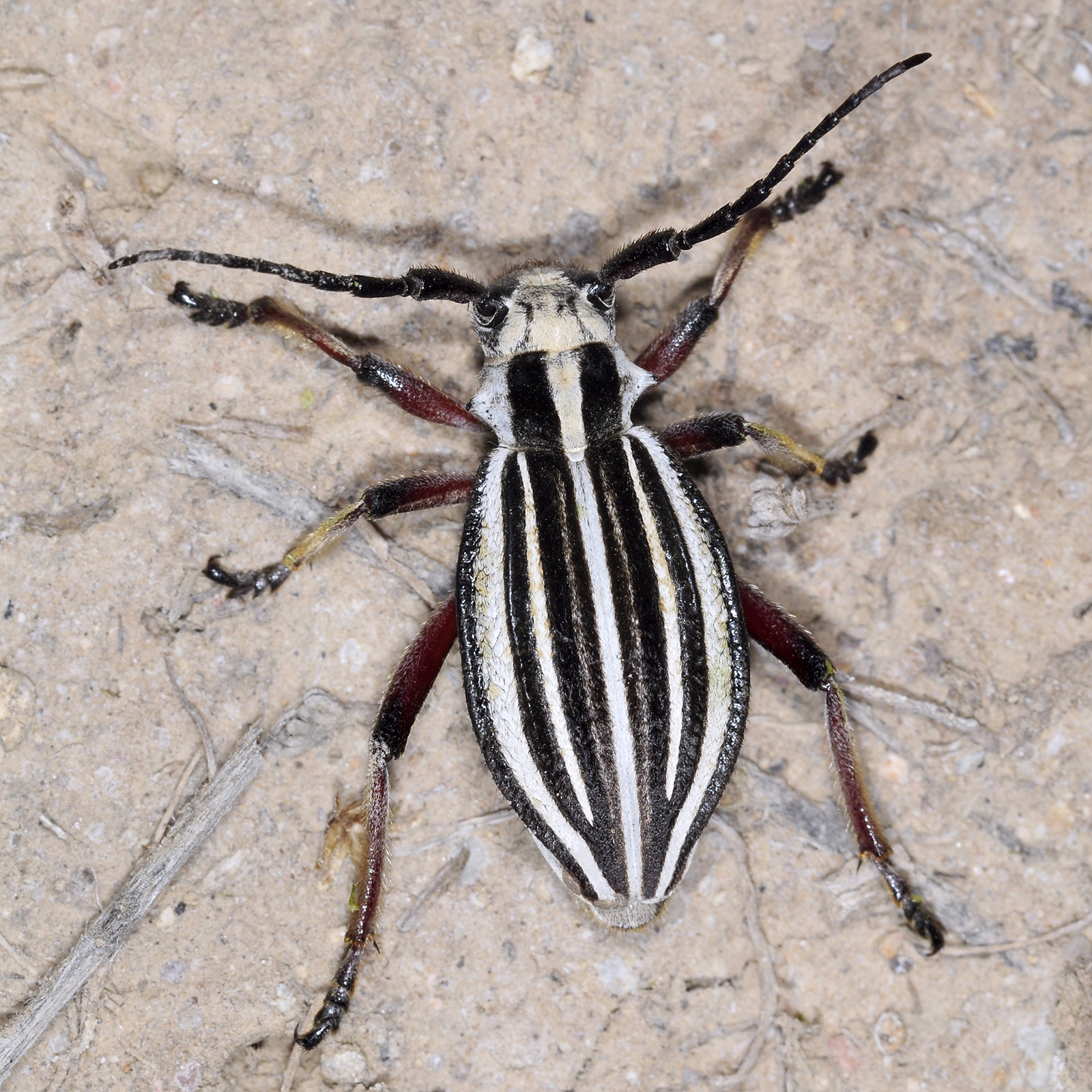 Dorcadion archarlense female