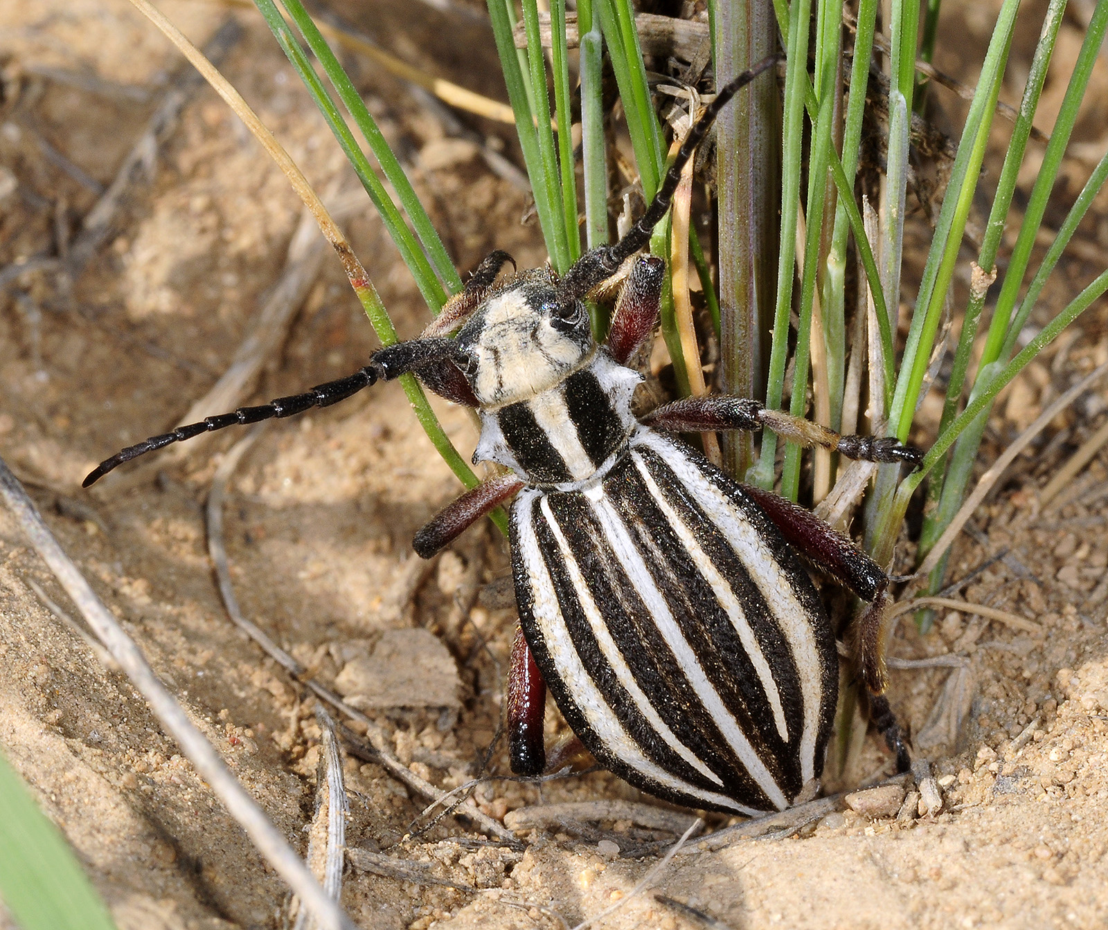 Dorcadion archarlense female