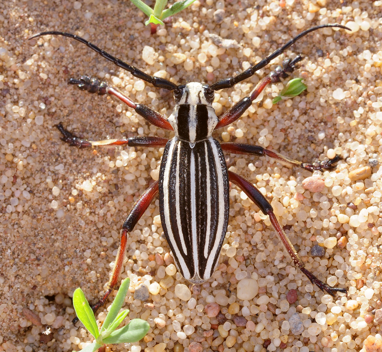 Dorcadion archarlense male