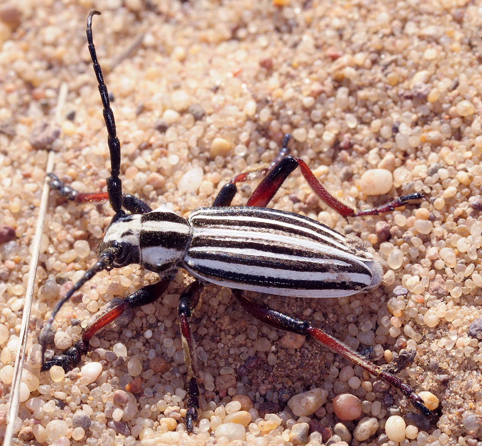 Dorcadion archarlense male