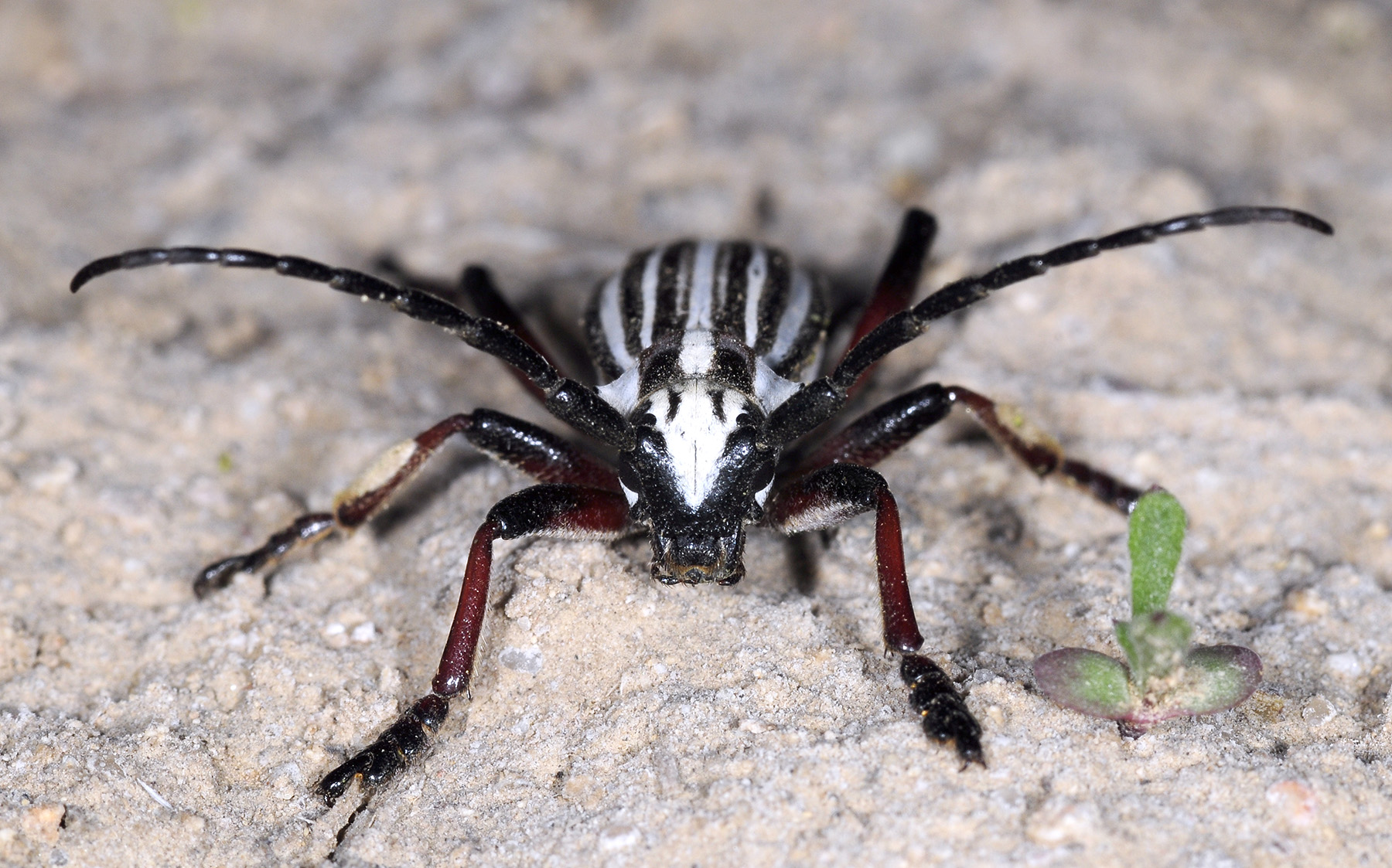 Dorcadion archarlense male