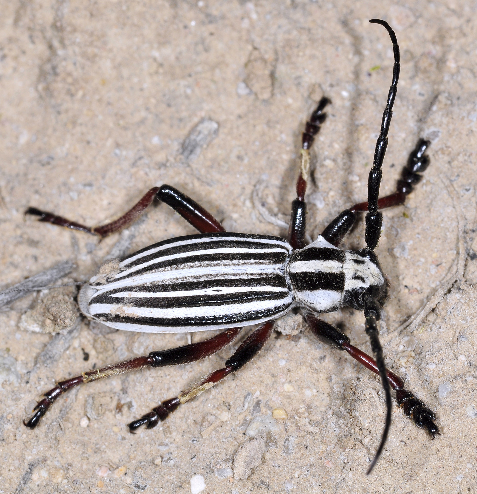 Dorcadion archarlense male