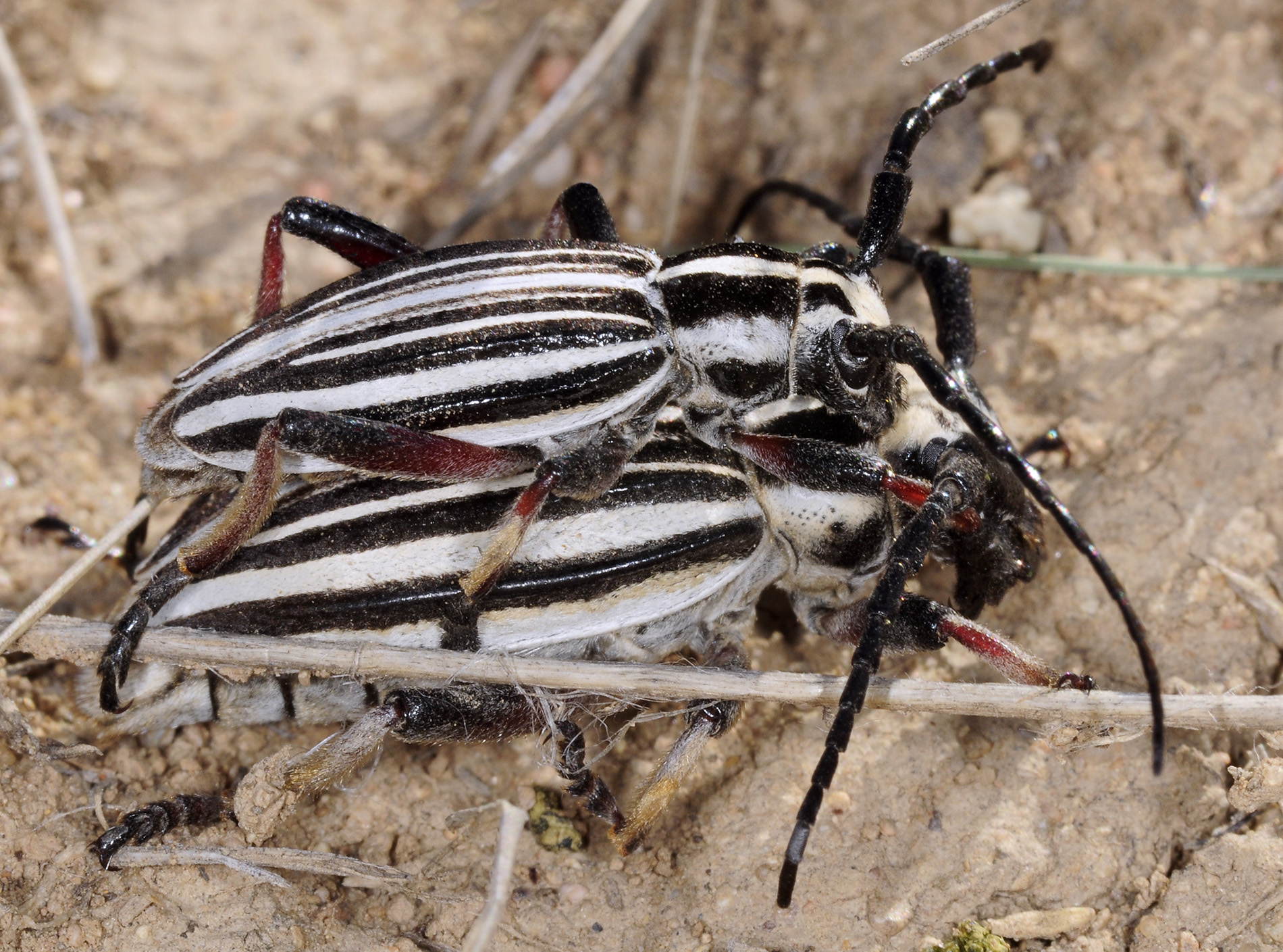 Dorcadion archarlense