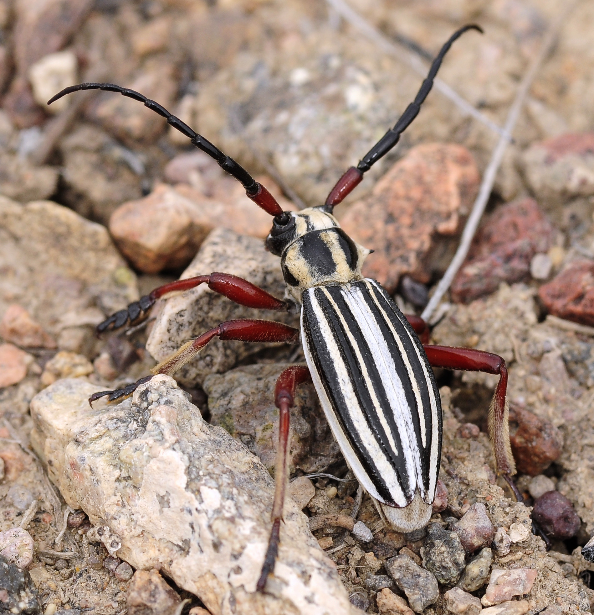 Dorcadion balchashense balchashense male