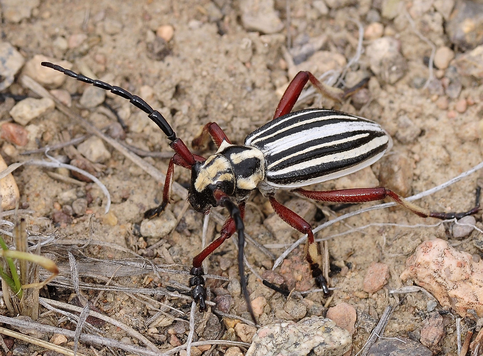 Dorcadion balchashense balchashense male