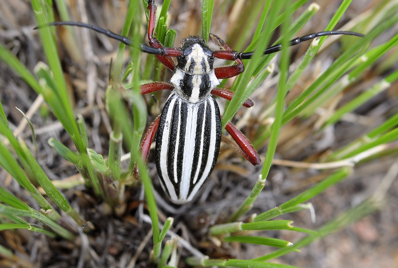 Dorcadion balchashense balchashense male