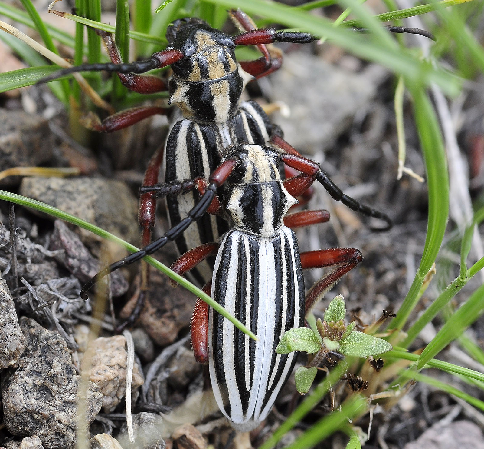 Dorcadion balchashense balchashense couple