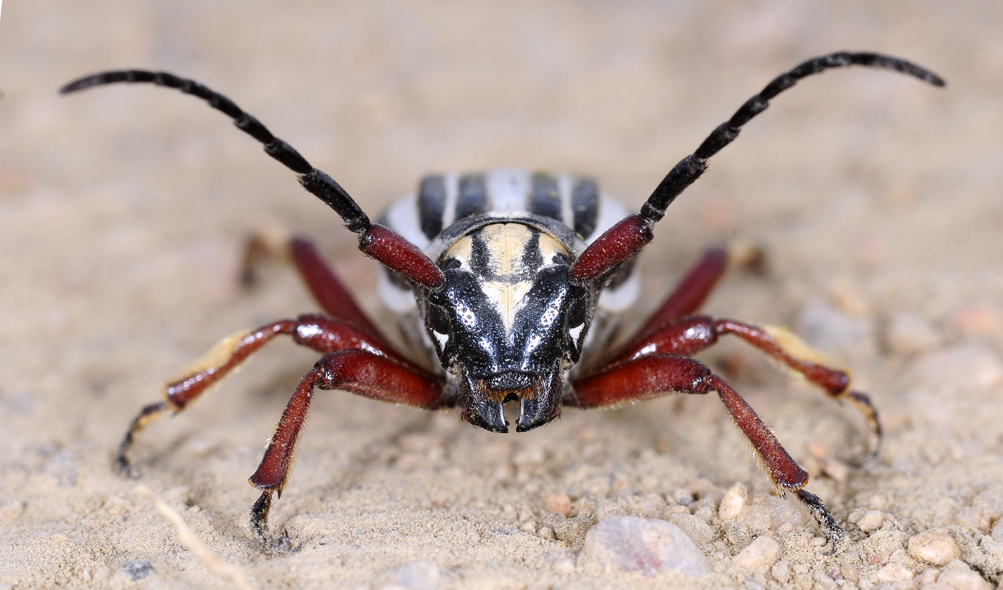 Dorcadion balchashense balchashense